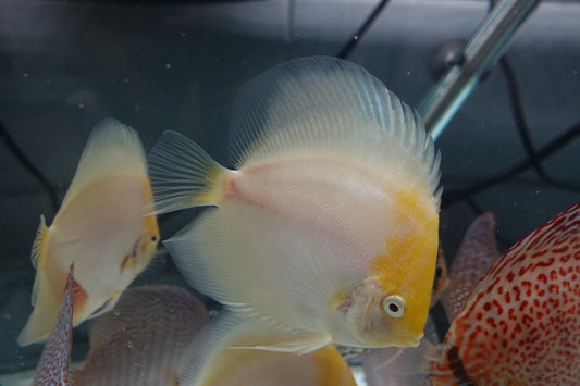 Albino Golden Cap (Yellow Face)