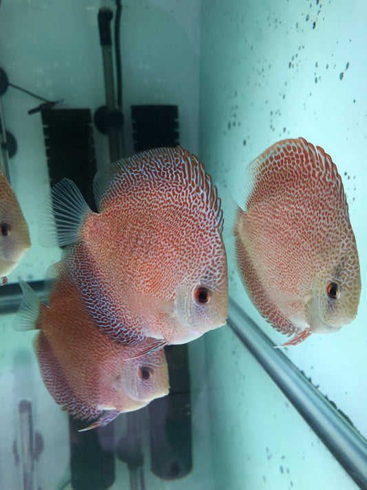 Panthera Discus