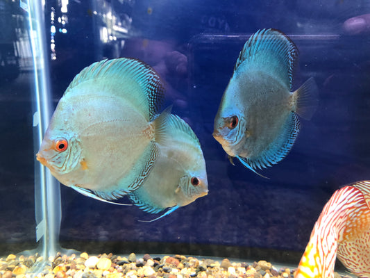 Deep Reflection Discus