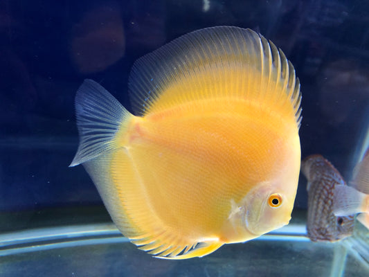 Albino Golden (White Face) Discus