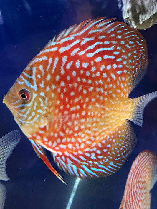 Galaxy Turquoise Discus