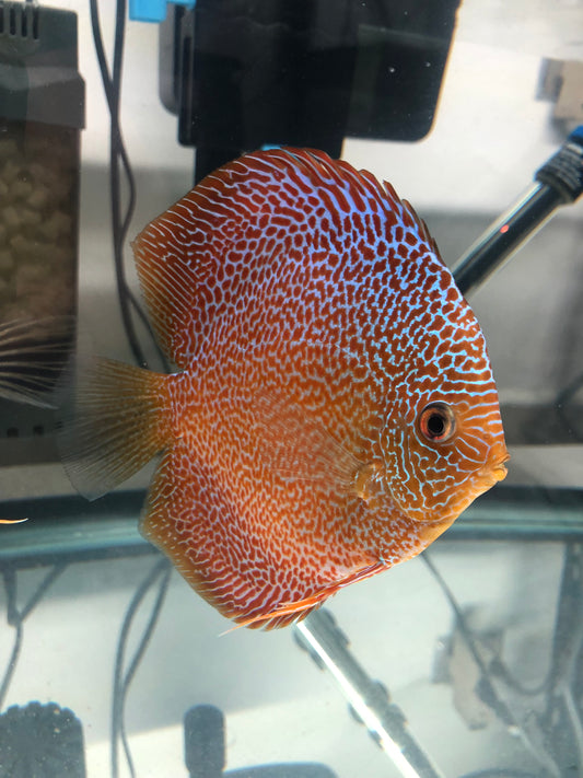 Penang Eruption Discus