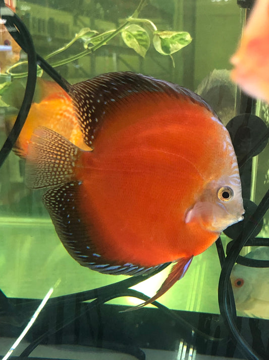 Moonstone Discus