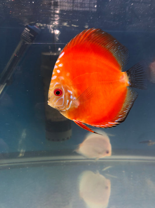 Pigeon (Red) Discus