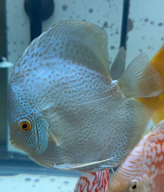 Blue Snake Skin Discus