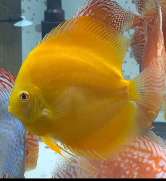 Albino Golden (Yellow Face) Discus