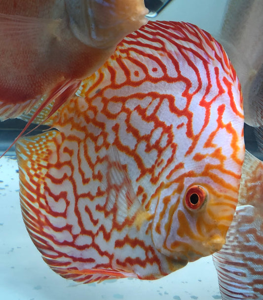 Pigeon (White) Checkerboard Discus