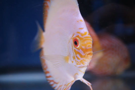 White Butterfly Discus